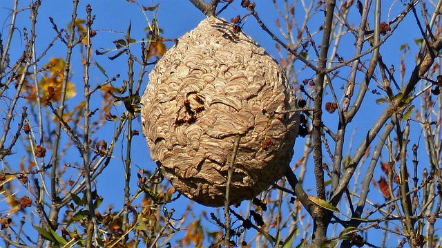 Frelon nuisible desinsectisation rouen