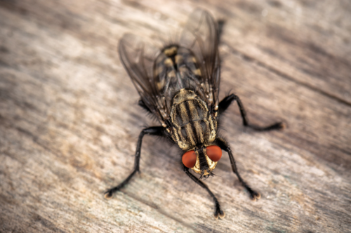 Comment chasser les mouches ? - SOS NUISIBLES