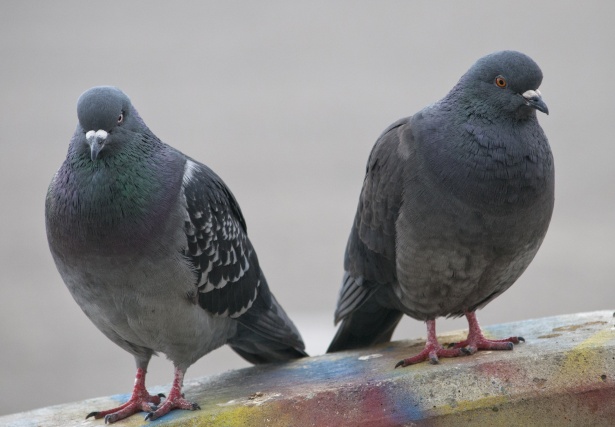 Comment éloigner les pigeons ? 