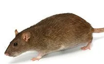 Rat